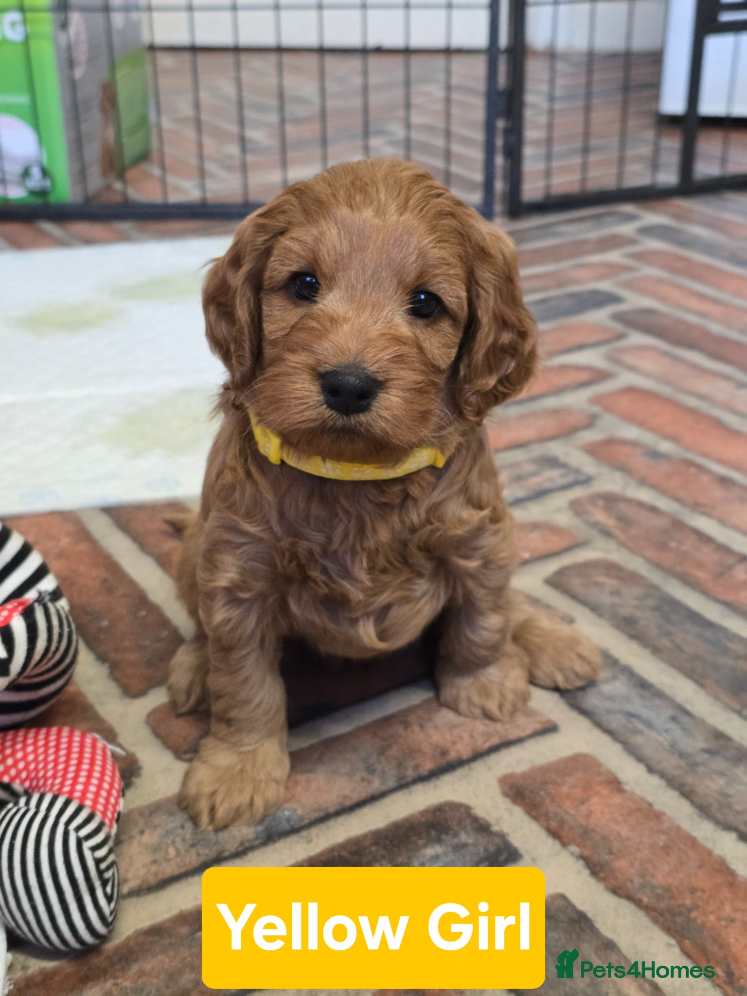 Cockapoo dogs  Beautiful F1 Cockapoos - Advert 2