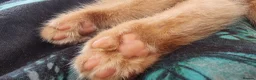 Mixed Breed cats for sale: We looking for home - Advert 9