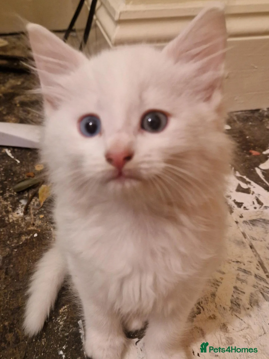Mixed Breed cats for sale: 2 male kittens - Advert 6