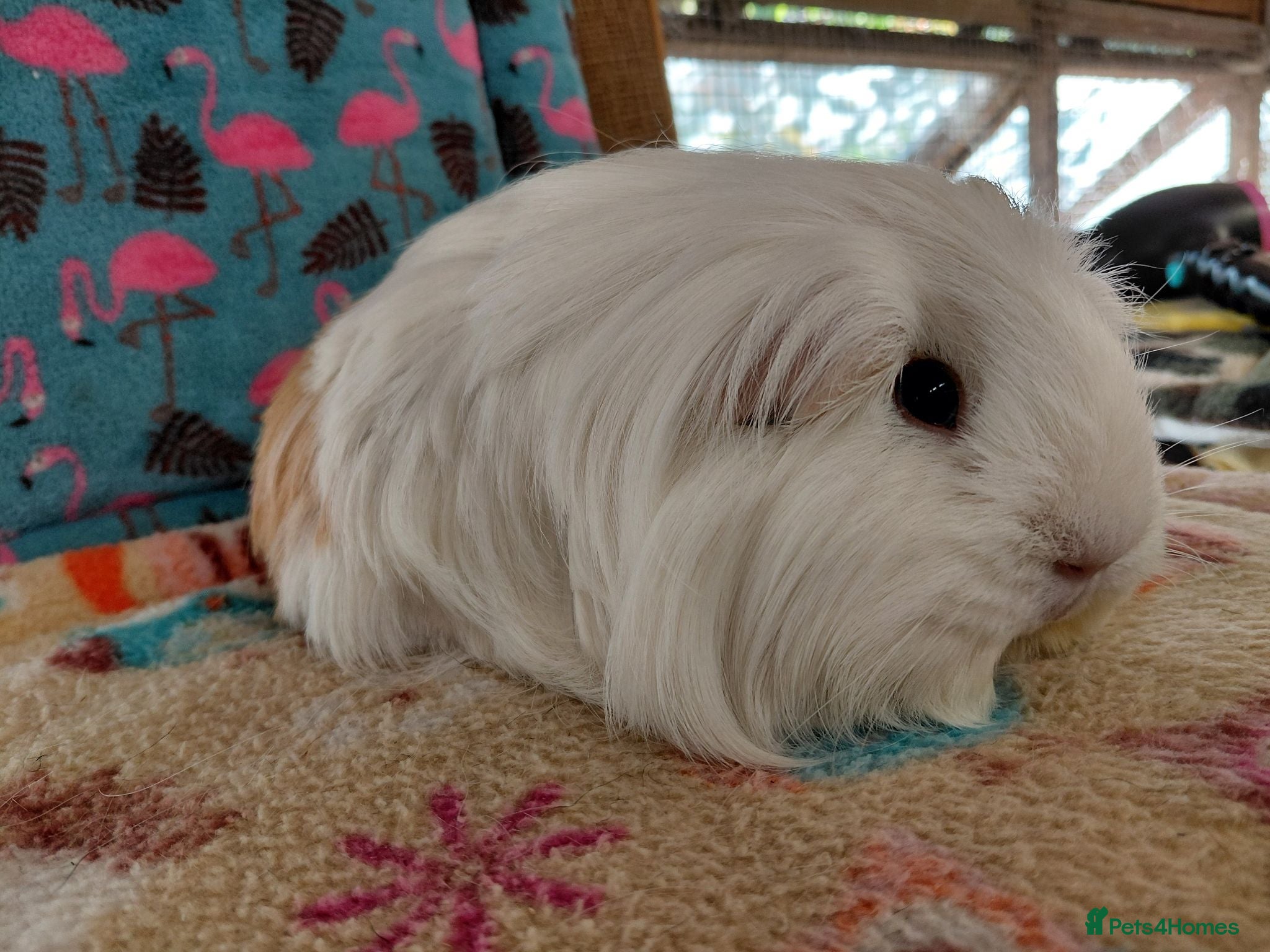 Guinea Pig rodents Young Adult Sheltie Sow For Retirement Home RTR  - Advert 15