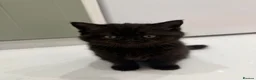 British Shorthair cats for sale: British shorthair  - Advert 9