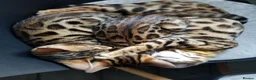 Bengal cats for sale: Top quality bengals kittens available now in Watford - Advert 22