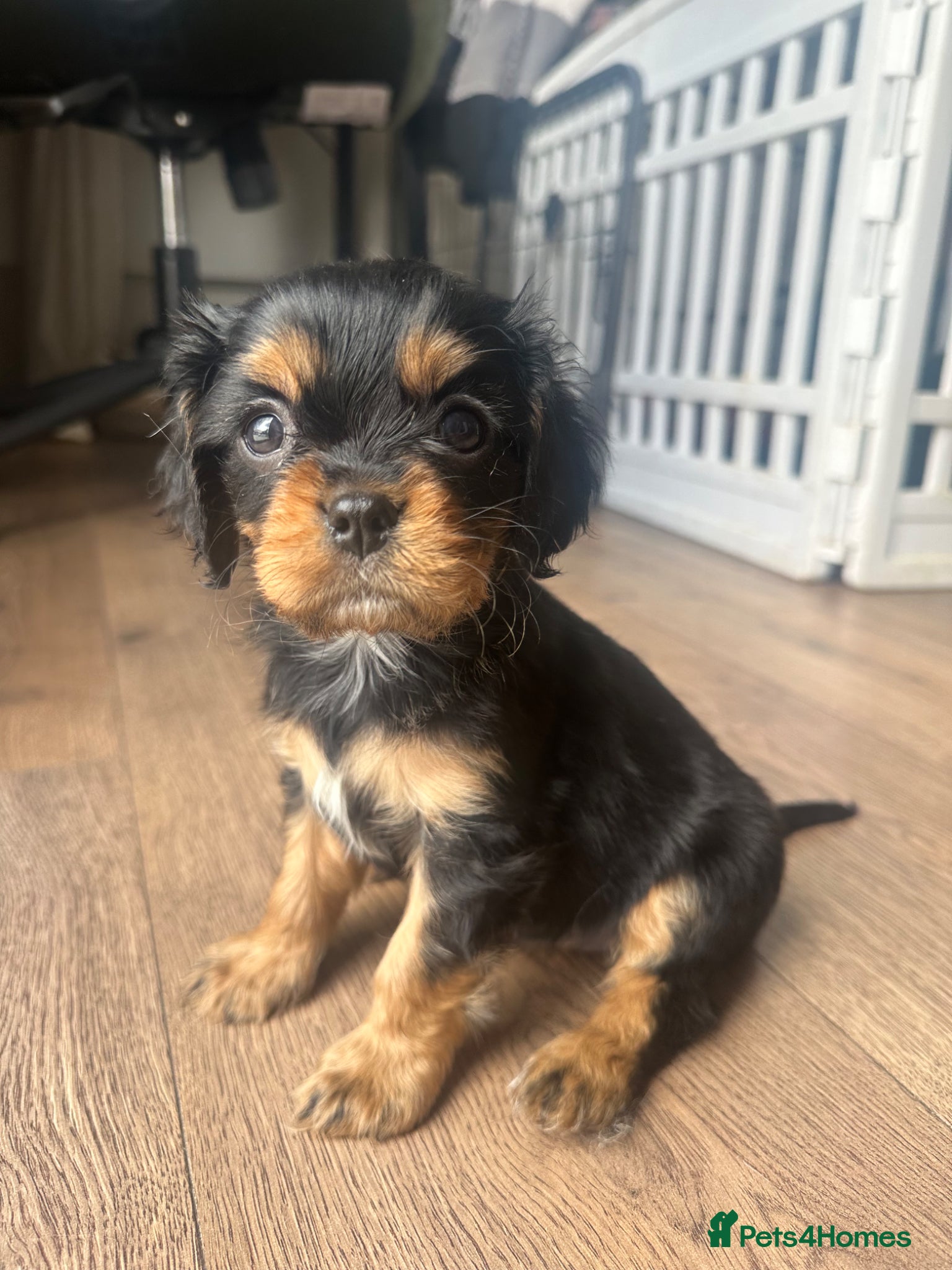 Cavalier King Charles Spaniel dogs Black and Tan girl now re-available 🐾 - Advert 5