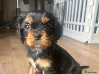 Cavalier King Charles Spaniel dogs Black and Tan girl now re-available 🐾 - Advert 1