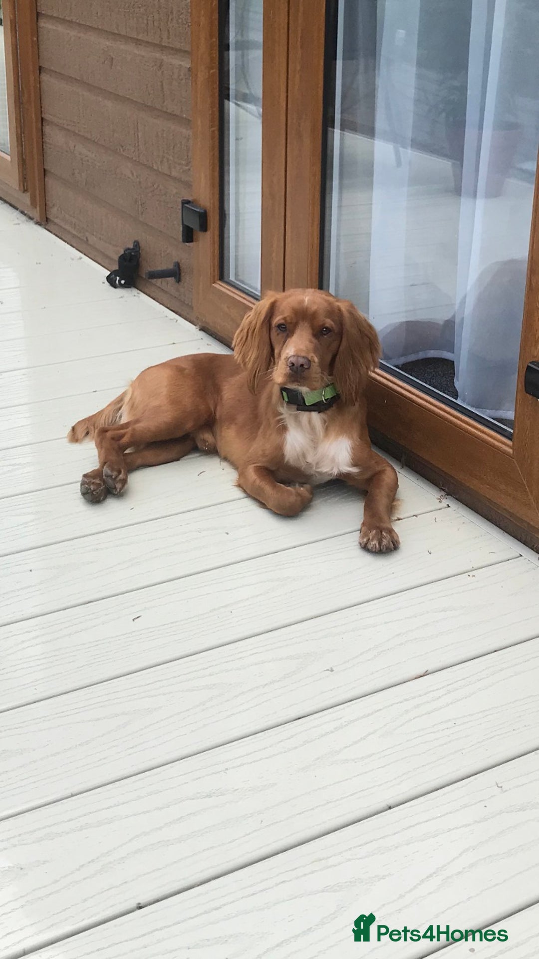 Cocker Spaniel dogs for stud: Proven working KC reg Cocker Spaniel for stud.  in Bathgate - Advert 3