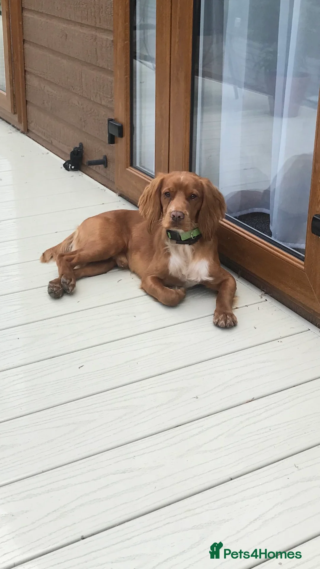 Cocker Spaniel dogs for stud: Proven working KC reg Cocker Spaniel for stud.  in Bathgate - Advert 3