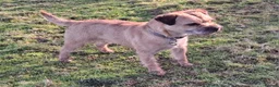 Border Terrier dogs for stud: KC Border Terrier For Stud, SLEM Clear - Advert 1