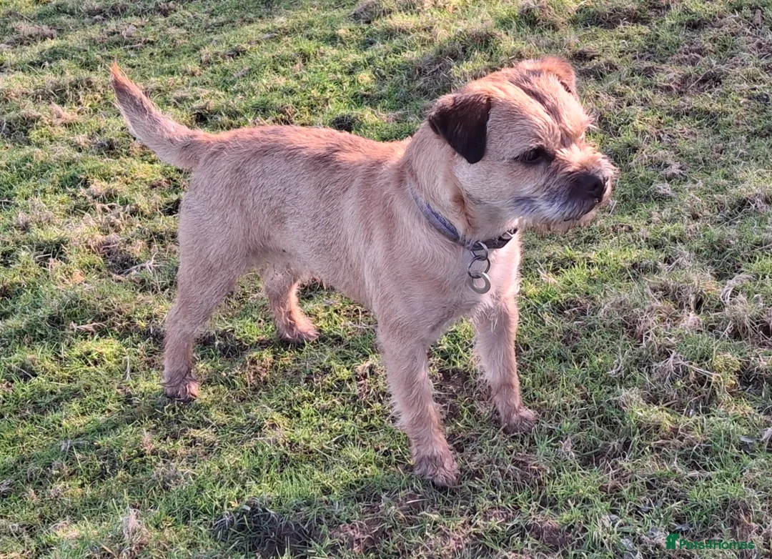 Border Terrier dogs for stud: KC Border Terrier For Stud, SLEM Clear - Advert 1