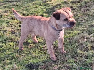 Border Terrier dogs KC Border Terrier For Stud, SLEM Clear - Advert 5