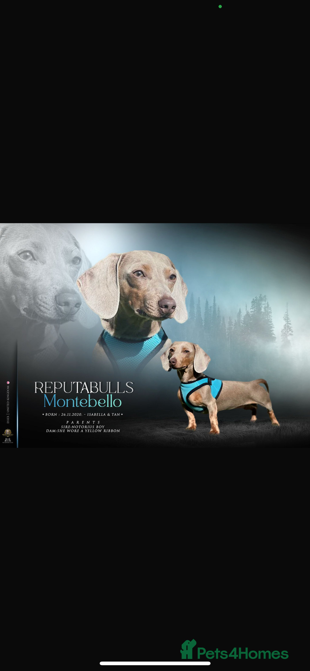 Miniature Dachshund dogs for sale: 🐶 beautiful tiny Dachshund puppies🐶 - Advert 25