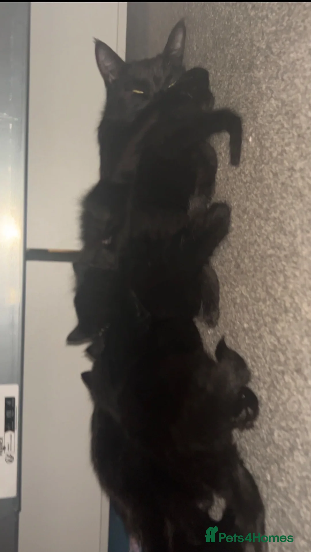 Bombay cats for sale: 4 kittens (2 boys 2 girls) - Advert 2