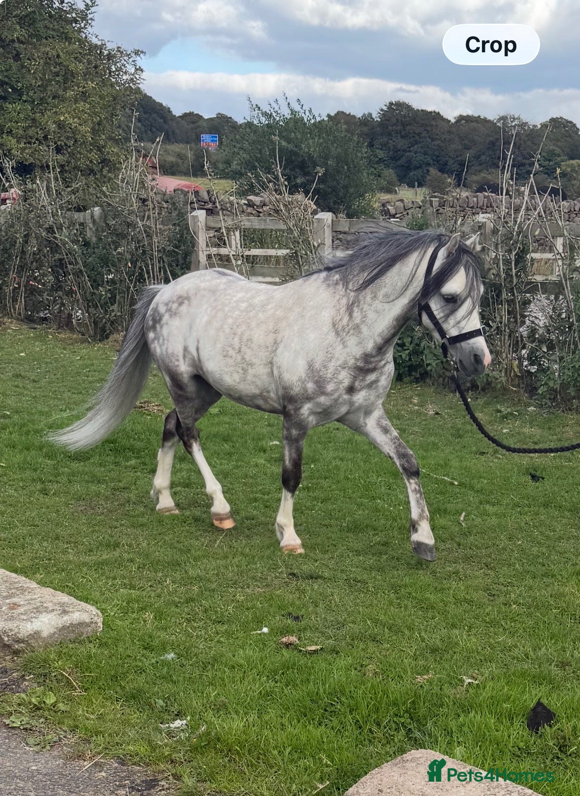 Welsh Section A horses 5yo Welsh Section A Gelding  - Advert 2
