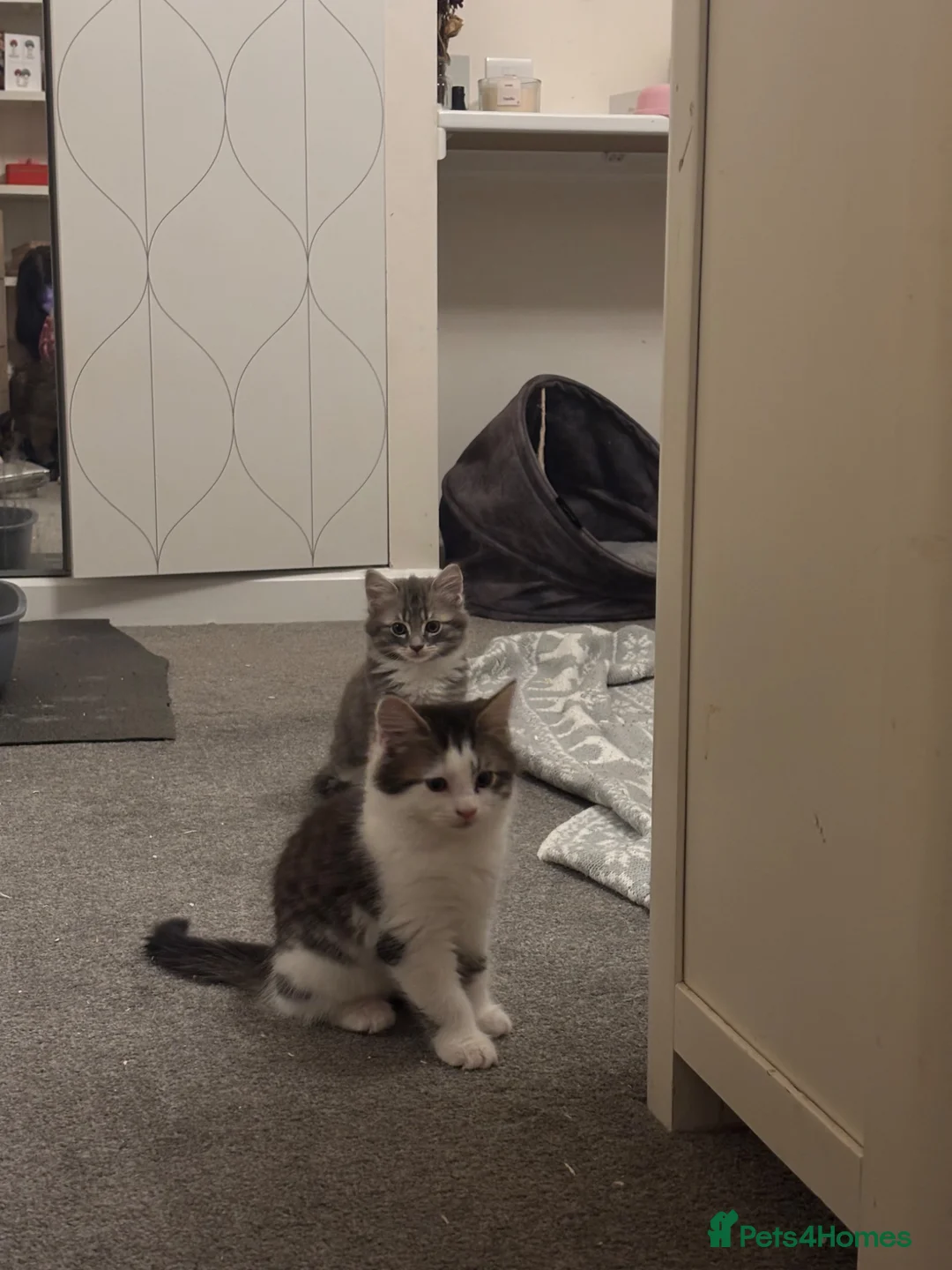 British Longhair cats for sale: 1 Fluffy kitten - Advert 2