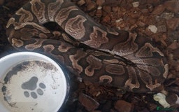Python Snake reptiles for sale: Adult Royal Python's for sale - Image 3