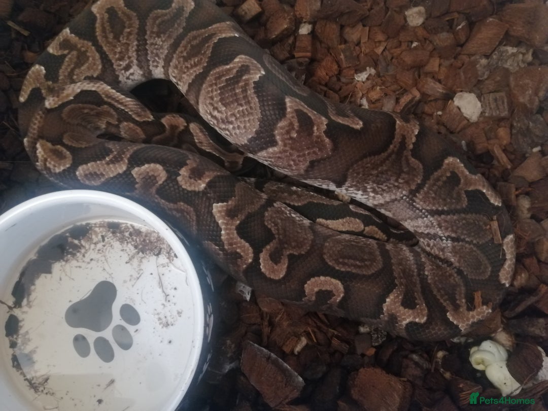 Python Snake reptiles for sale: Adult Royal Python's for sale - Image 3