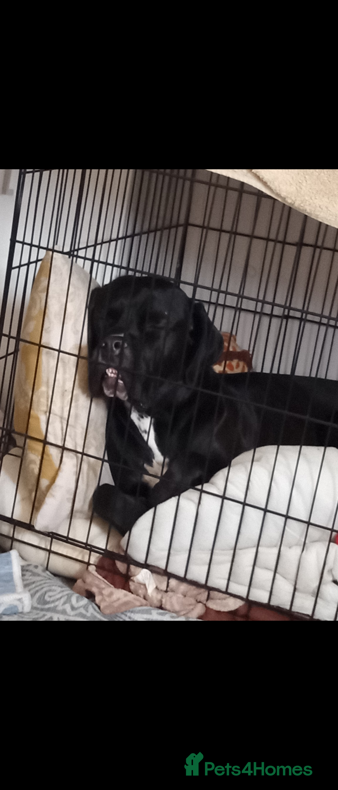 Mixed Breed dogs for sale: Italian daniff(cane corso X great dane ) - Image 4