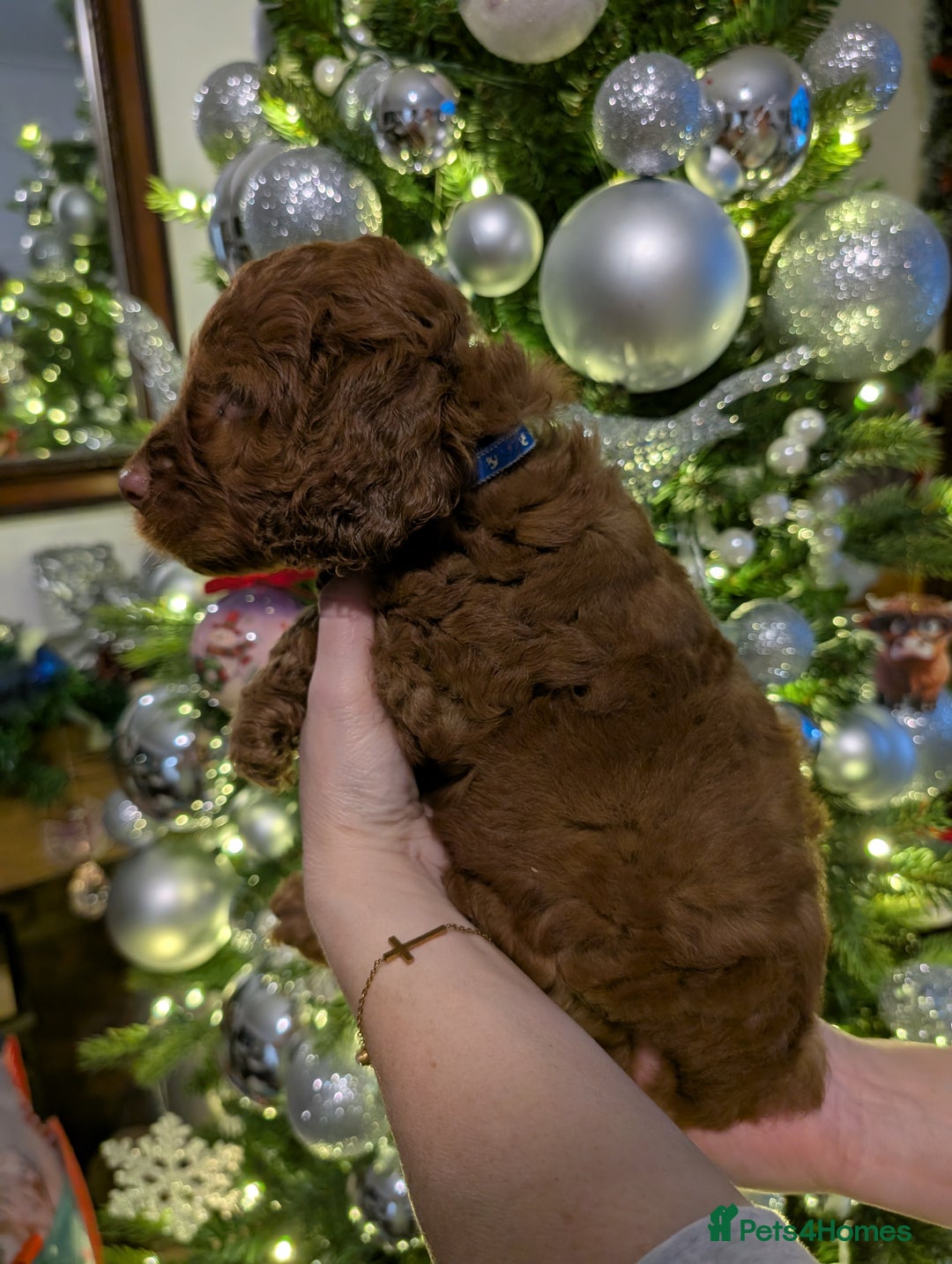 Cockapoo dogs for sale: Stunning F1 Show Toy Red Cockapoo puppies DNA ✔️ - Advert 3