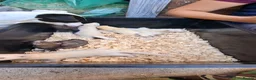 Ferret rodents for sale: Ferret kits for sale  in Bridgwater - Advert 6