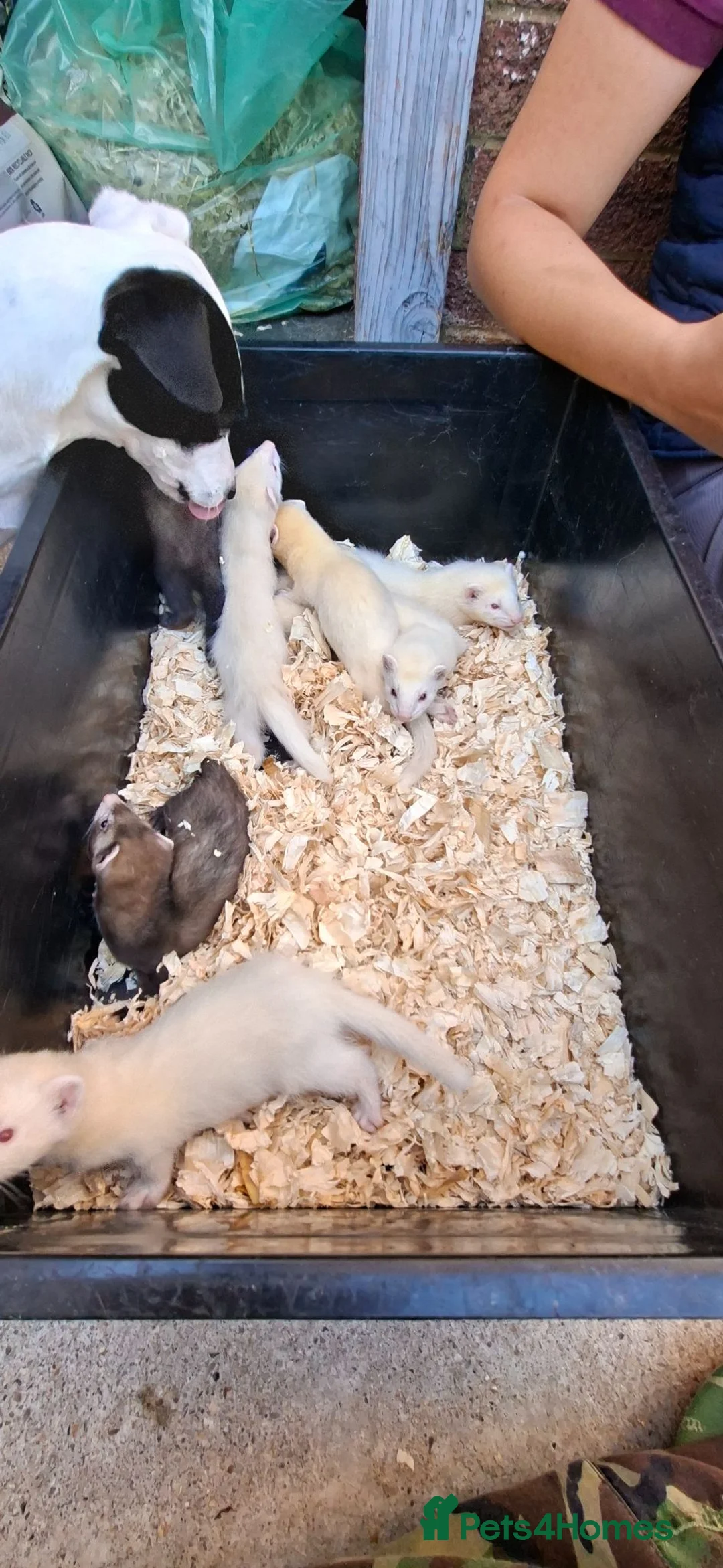 Ferret rodents for sale: Ferret kits for sale  in Bridgwater - Advert 6
