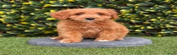 Australian Labradoodle dogs for sale: ⭐WALA Australian Labradoodles Last puppy🐶 - Advert 7