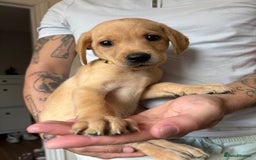 Labrador Retriever dogs for sale: Female Yellow Labrador Puppy  - Image 7