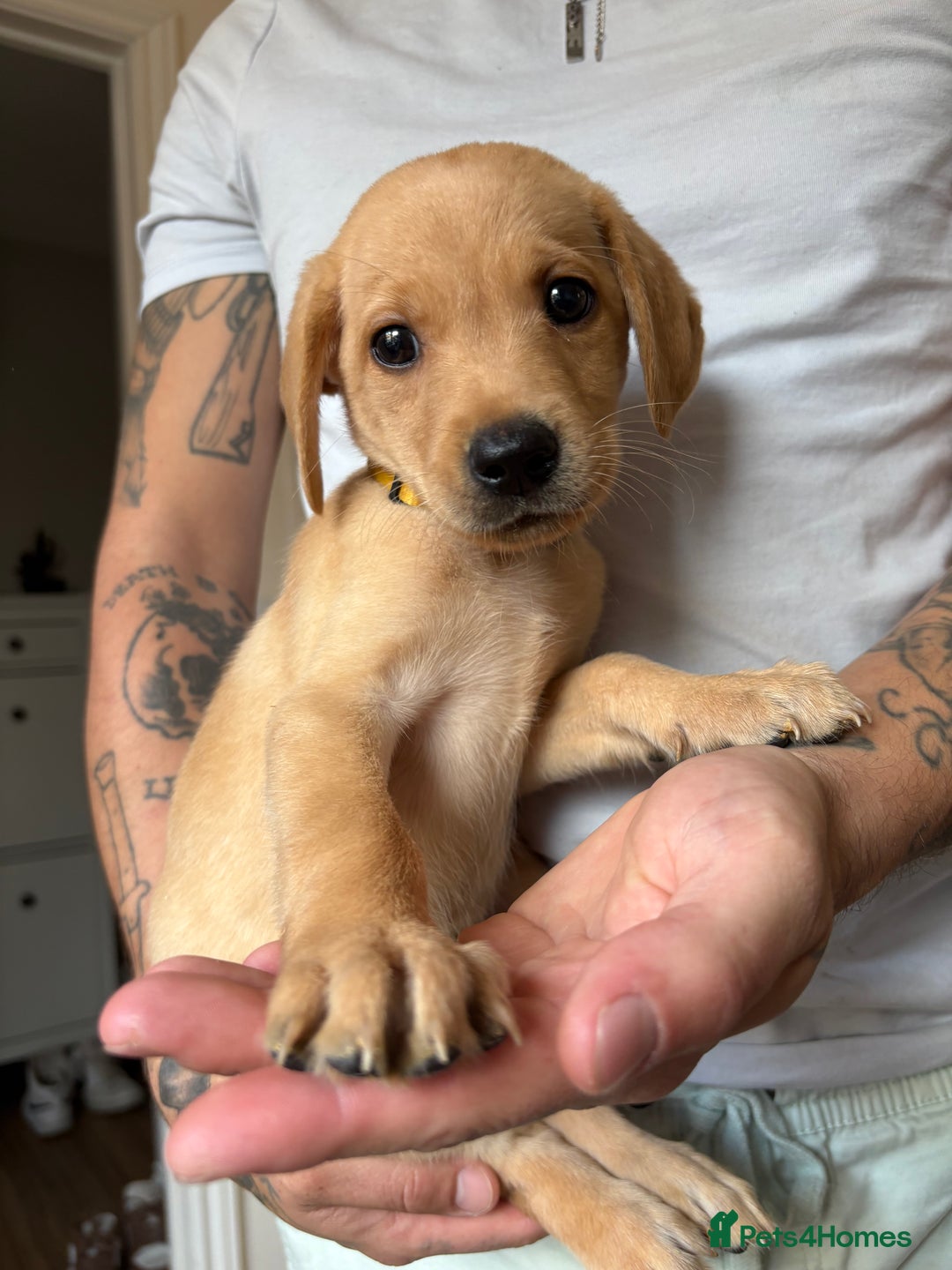 Labrador Retriever dogs for sale: Female Yellow Labrador Puppy  - Image 7