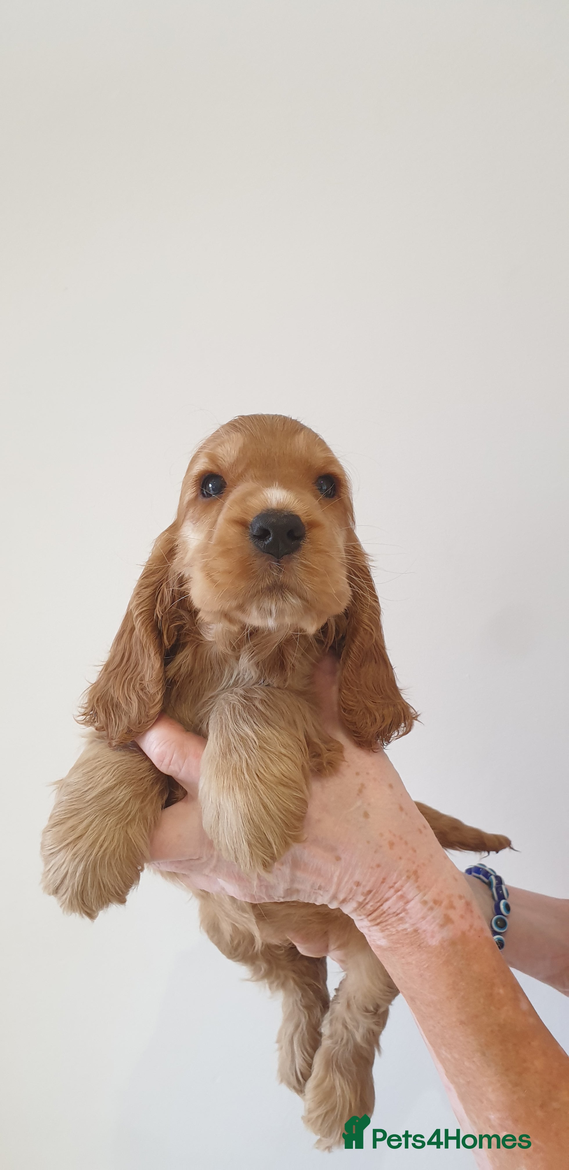 Cocker Spaniel dogs Show line K.C Cocker Spaniel Puppies  - Advert 2