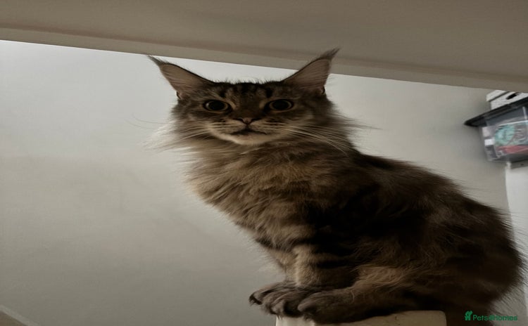 Maine Coon cats - Advert 12