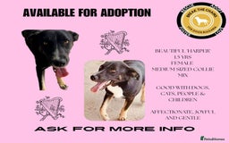 Mixed Breed dogs for adoption: Harper, 18 months. Available for adoption. - Image 14