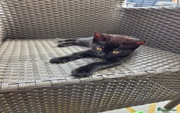 Mixed Breed cats for sale: 3 beautiful kittens  - Image 8