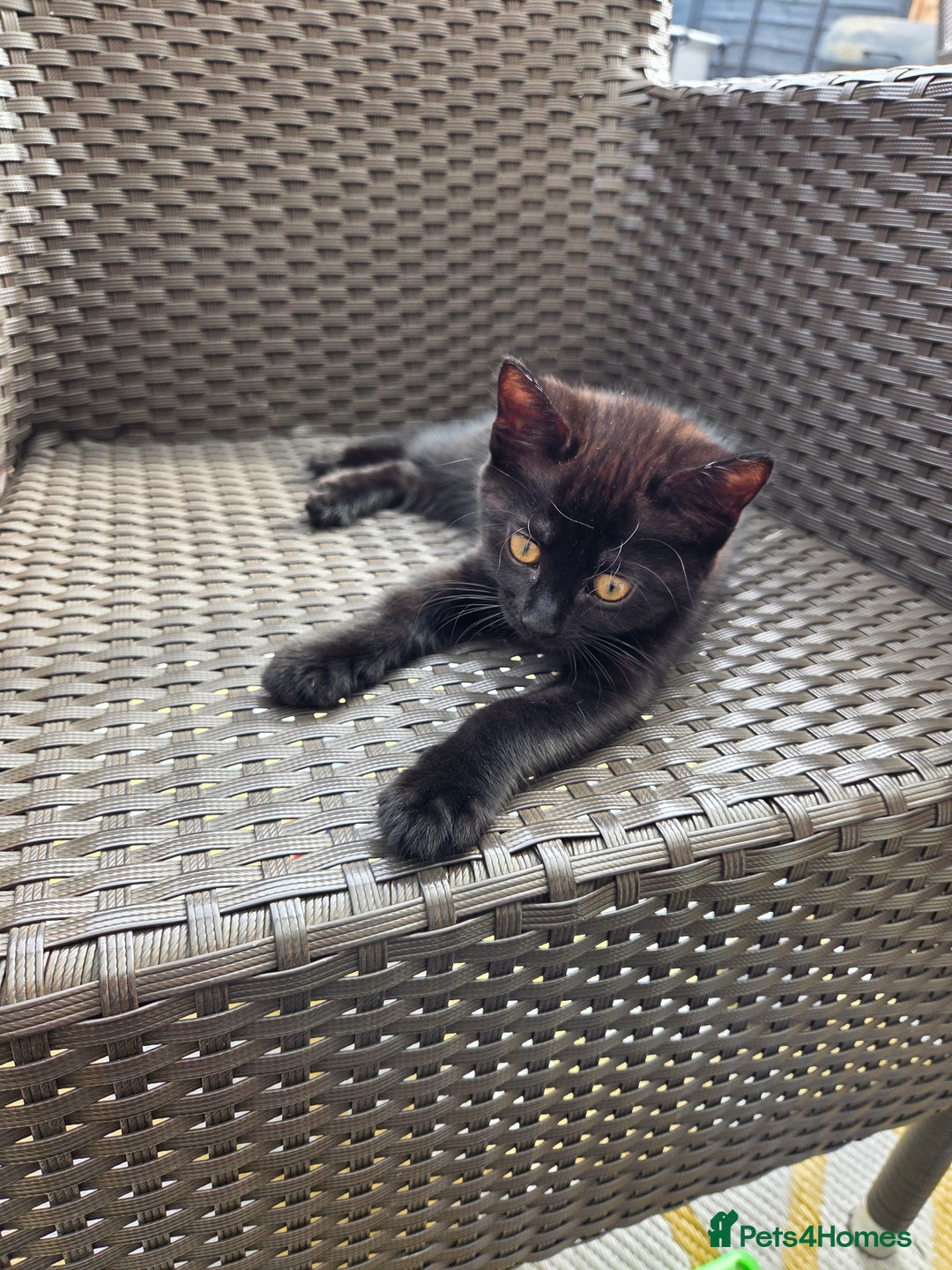 Mixed Breed cats for sale: 3 beautiful kittens  - Image 8