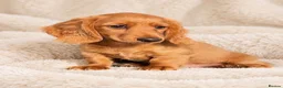 Dachshund dogs for sale: Gorgeous long haired miniature dachshund puppies  - Advert 7