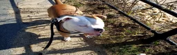 American Bulldog dogs for sale: Apollo American bull dog 2 years old  in Hartlepool - Advert 6