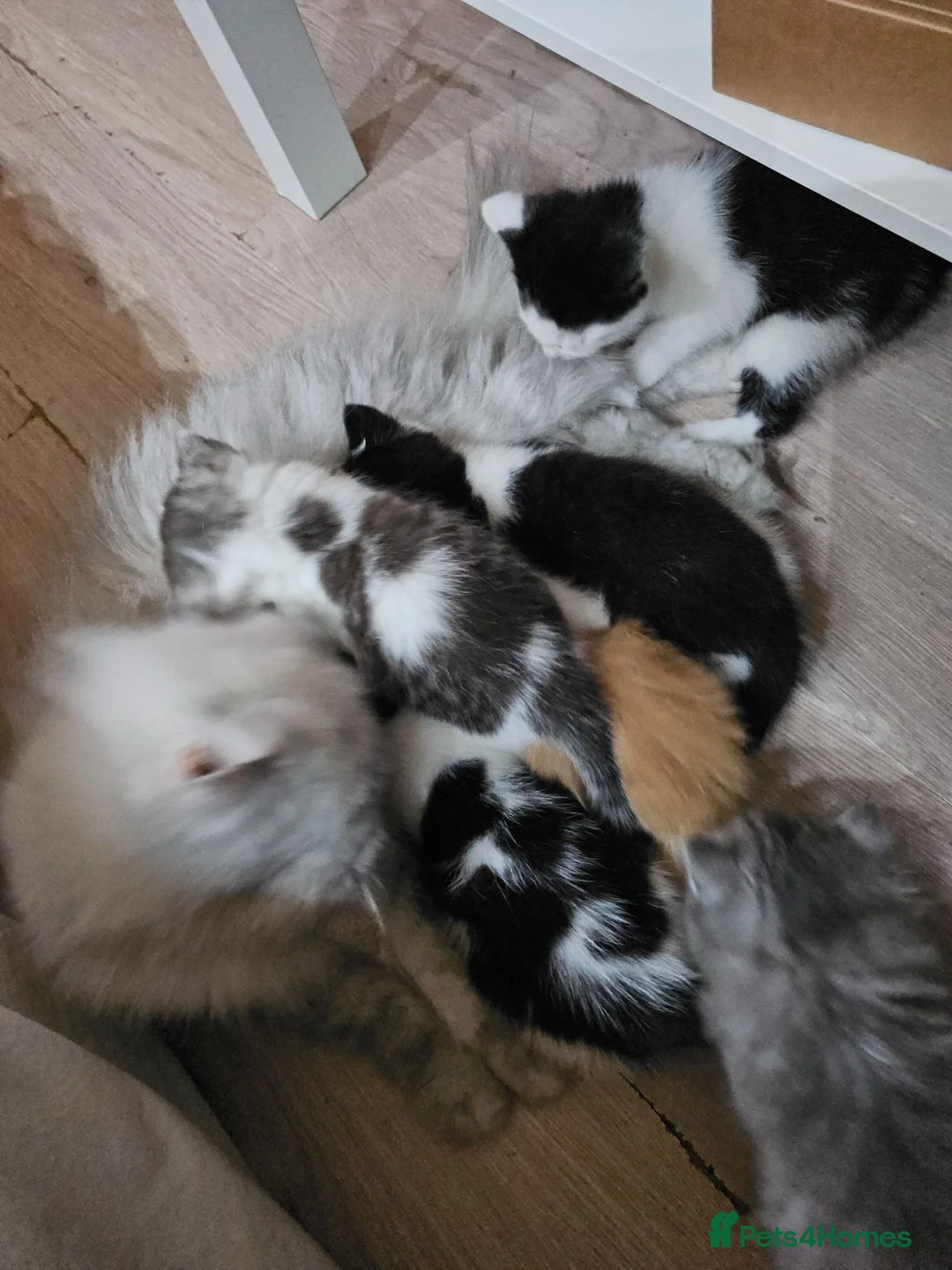 Mixed Breed cats for sale: 2 different litters, tiny kittens  - Advert 1