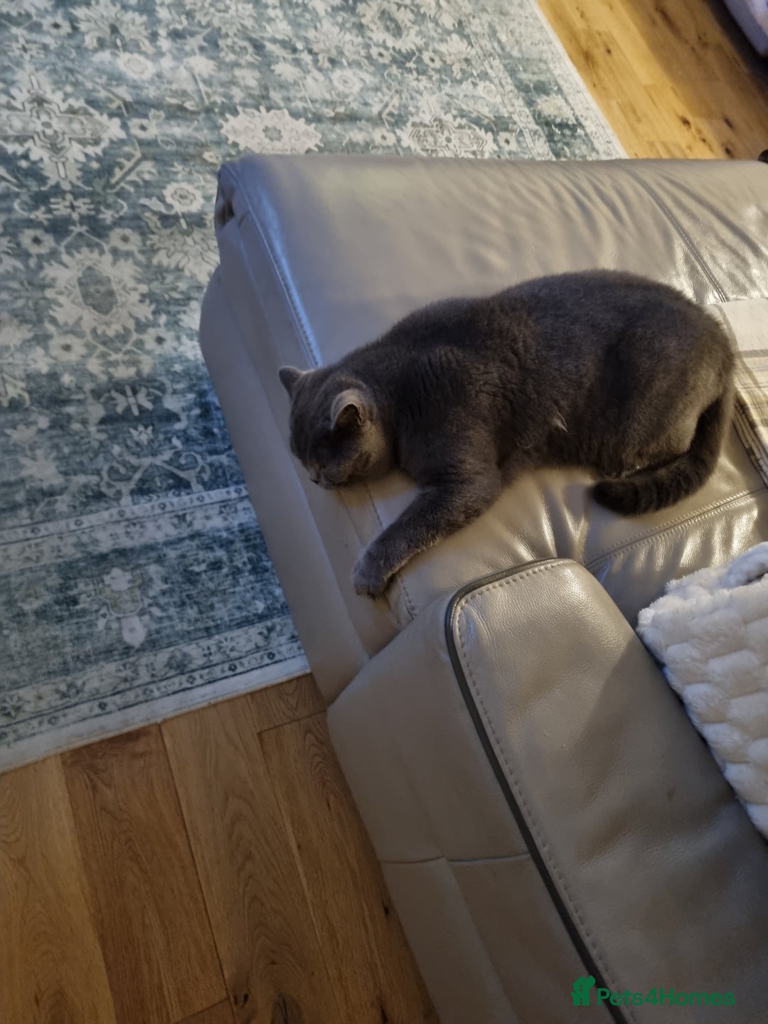 British Shorthair cats for sale: 2 Year old British short hair cat - Advert 5