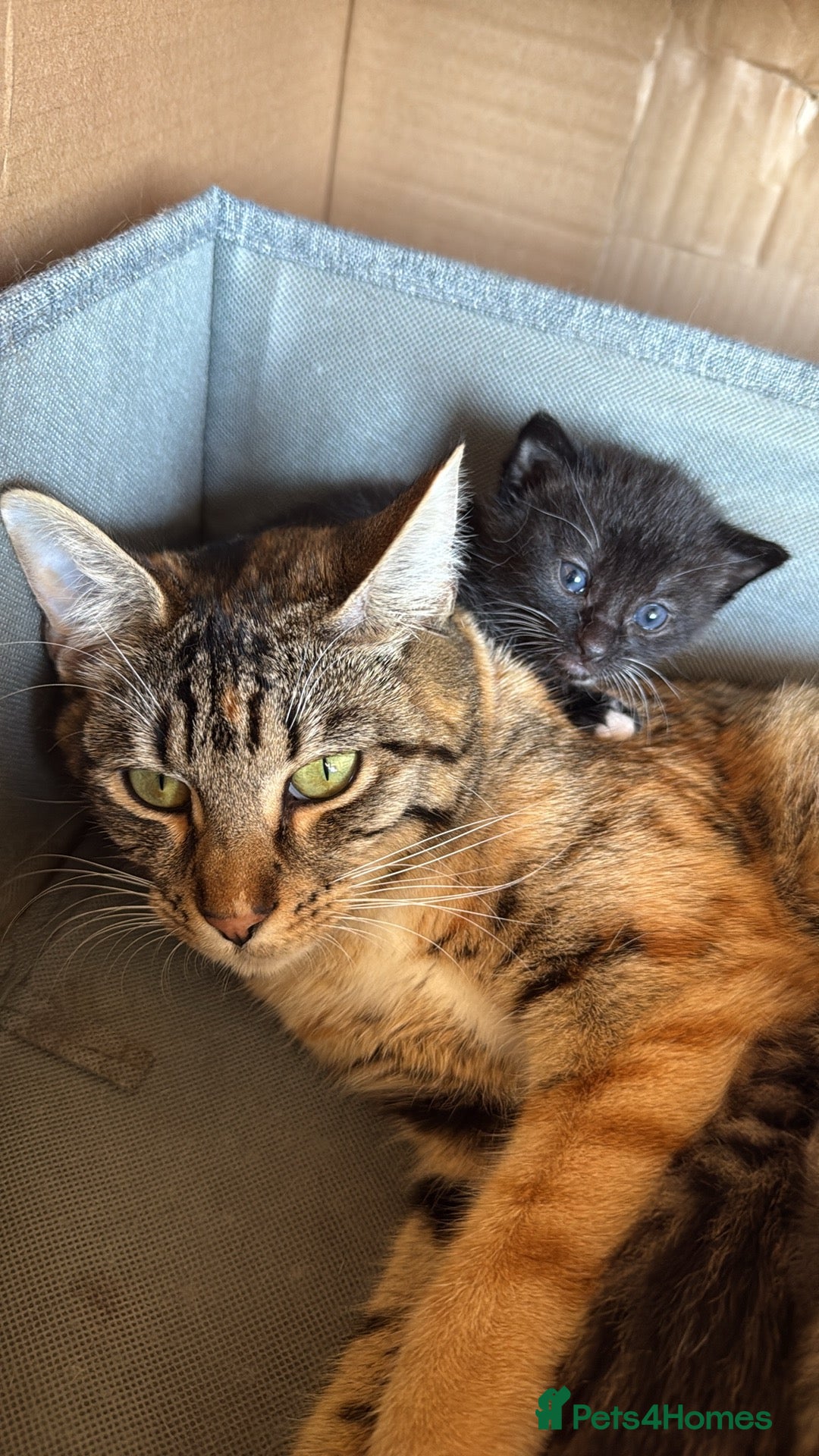 Mixed Breed cats for sale: AVAILABLE NOW kitten for sale - Image 6