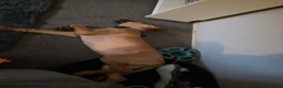 Mixed Breed dogs for sale: Ridgeback cross for sale in Nottingham - Advert 5