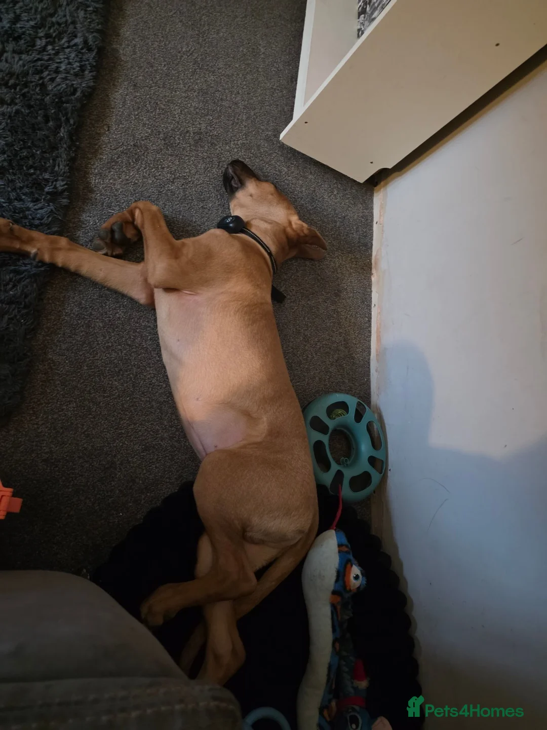 Mixed Breed dogs for sale: Ridgeback cross for sale in Nottingham - Advert 5