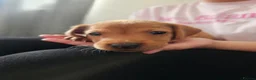 Labrador Retriever dogs for sale: Absolutely stunning kc registered fox red pups - Advert 23