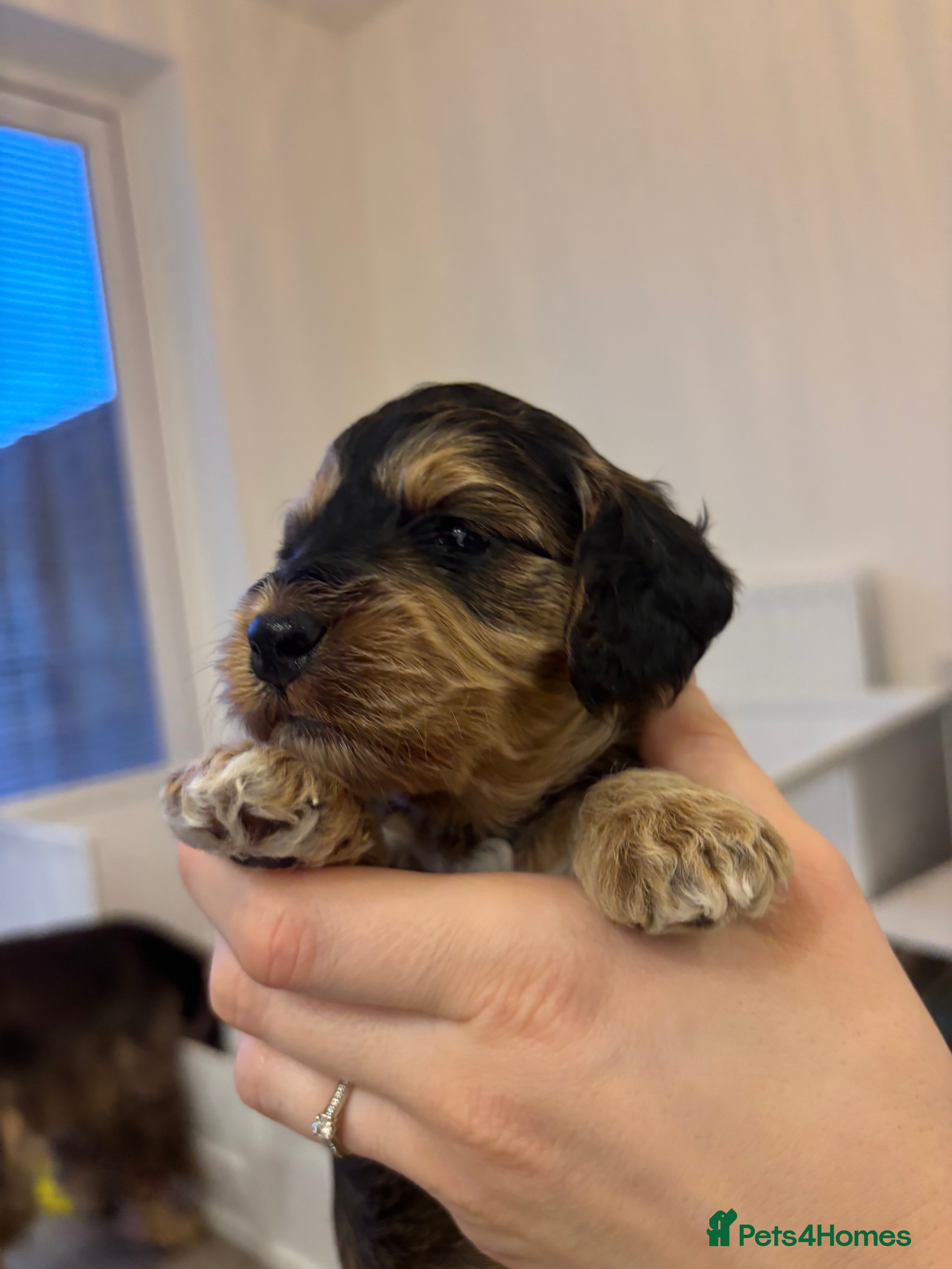 Cockapoo dogs 🌟 Premium F1 Mini Cockapoo Puppies 🌟 - Advert 5