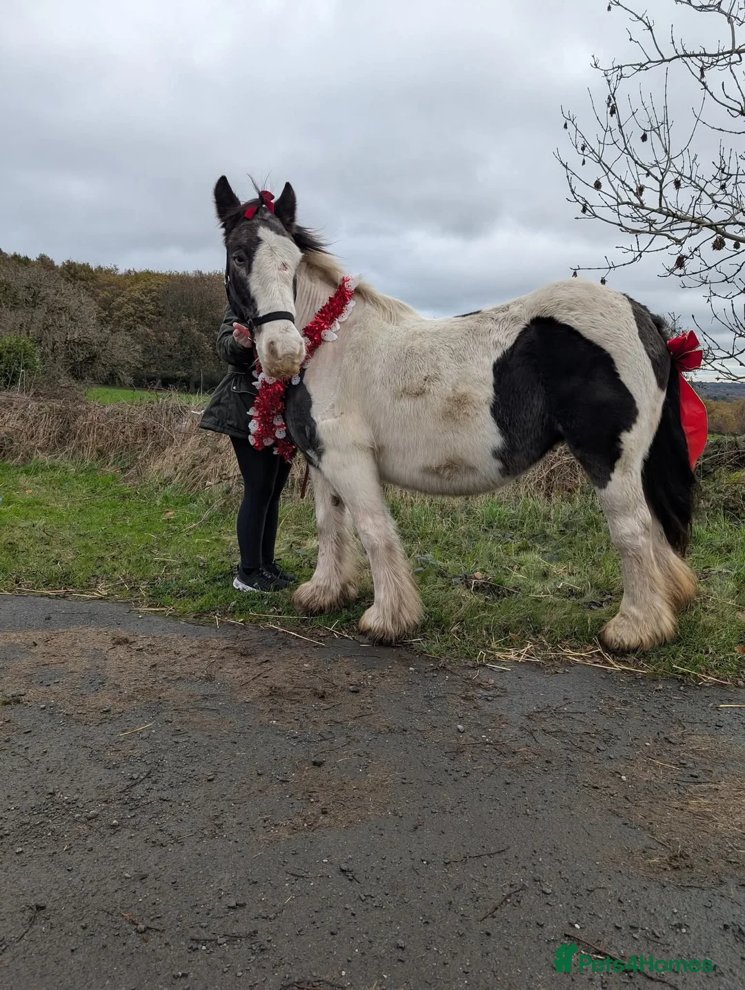 Irish Cob horses for sale: 13,2 Irish cob mare ( in foal) - Advert 3