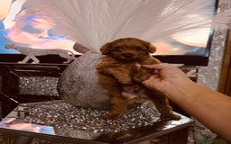 Maltipoo dogs for sale: Maltipoo tiny babies  - Image 2