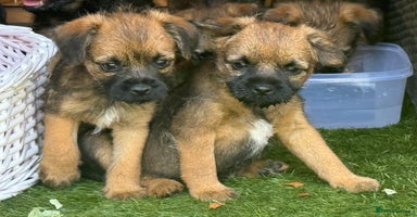 Border Terrier dogs - Advert 9
