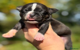 Staffordshire Bull Terrier dogs for sale: Beautiful Staffordshire Bull Terrier Boys ✨ - Image 8