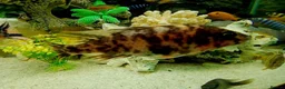 Cichlids fish for sale: African cichlids - Advert 9