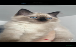 Ragdoll cats for sale: Stunning GCCF reg ragdoll kittens available now  - Image 26