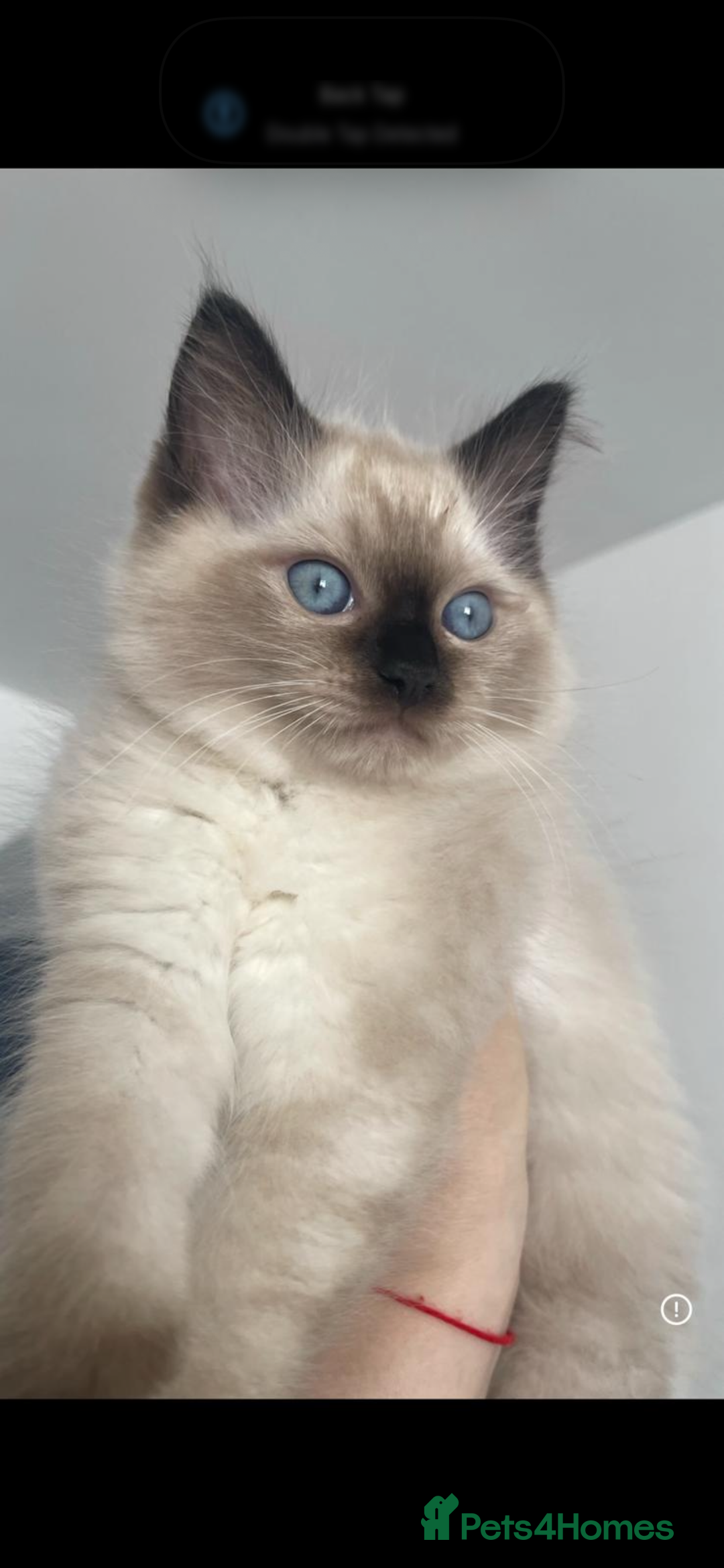 Ragdoll cats for sale: Stunning GCCF reg ragdoll kittens available now  - Image 26