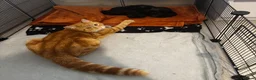 Mixed Breed cats for sale: Beautiful litter of fluffy kittens  - Advert 12