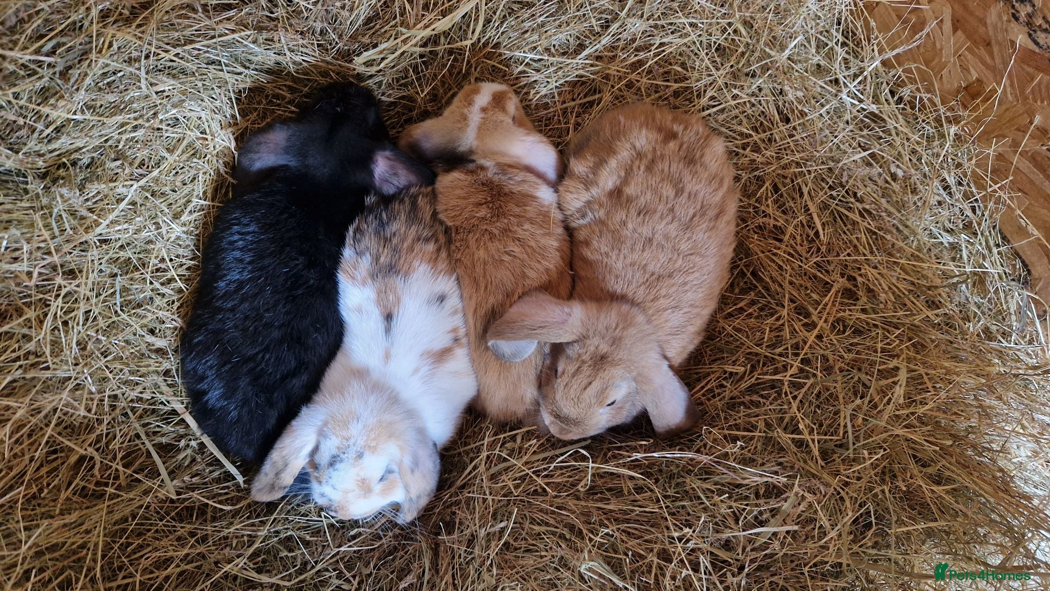 Mini Lop rabbits 4 gorgeous mini lop rabbits for sale - Advert 2