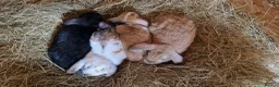 Mini Lop rabbits for sale: 4 gorgeous mini lop rabbits for sale - Advert 2